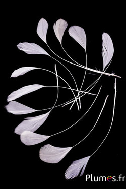 Coquetips - 11-14 cm - blanc